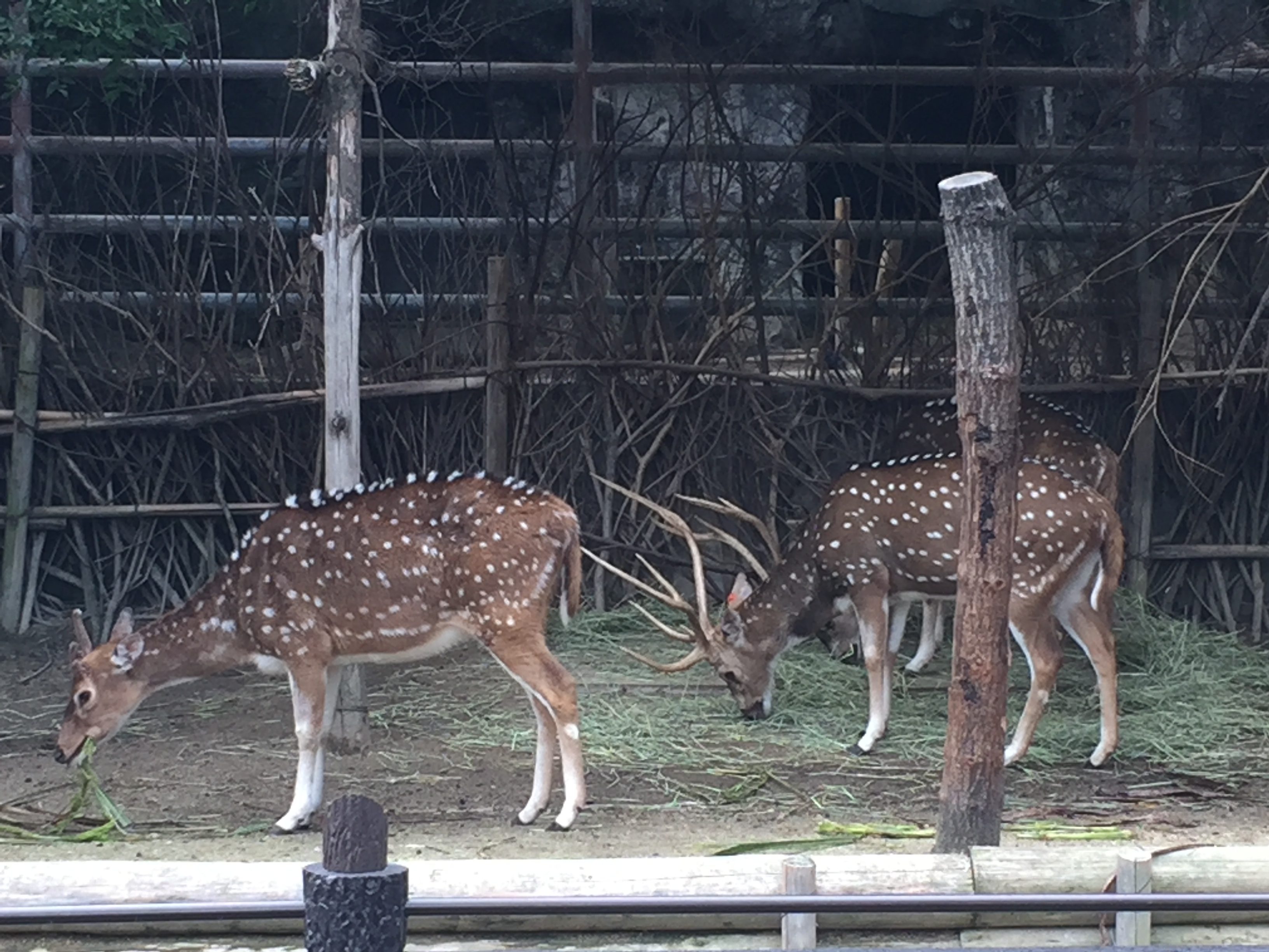 higashiyama-zoo-park-ranking