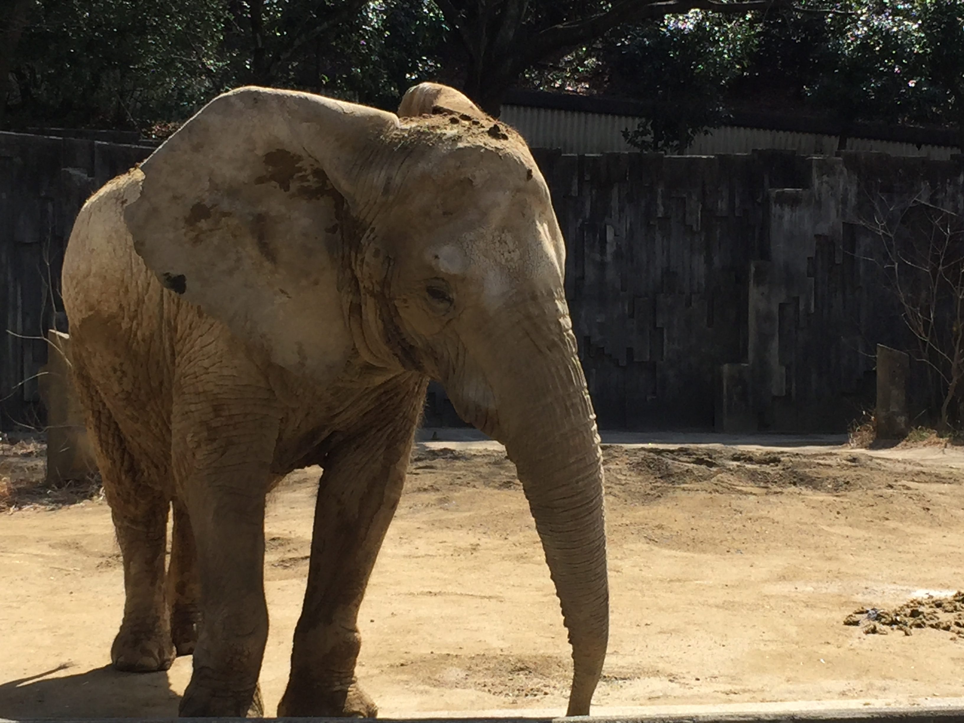 higashiyama-zoo-elephant