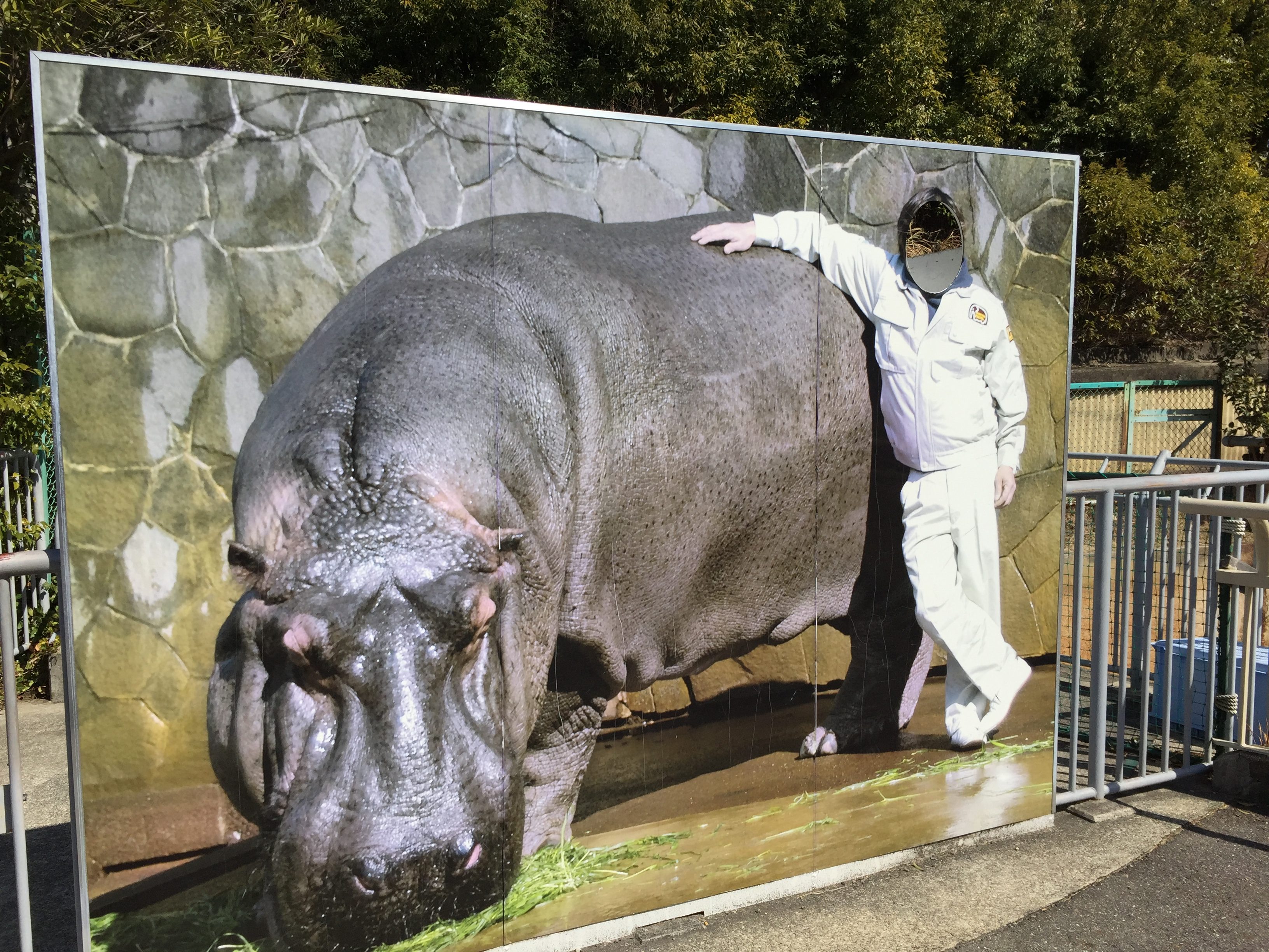 higashiyama-zoo-hippopotamus