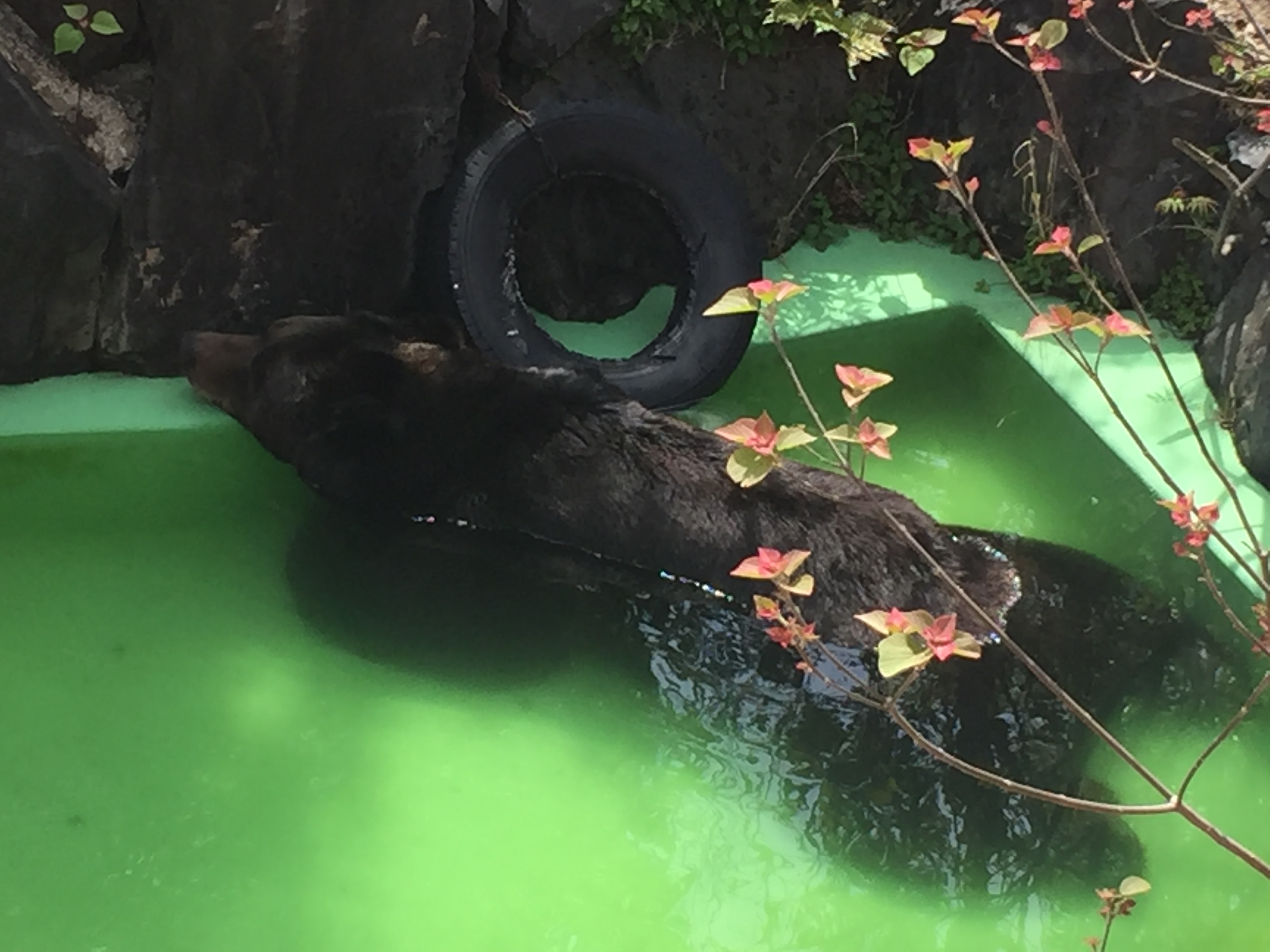 higashiyama-zoo-bear