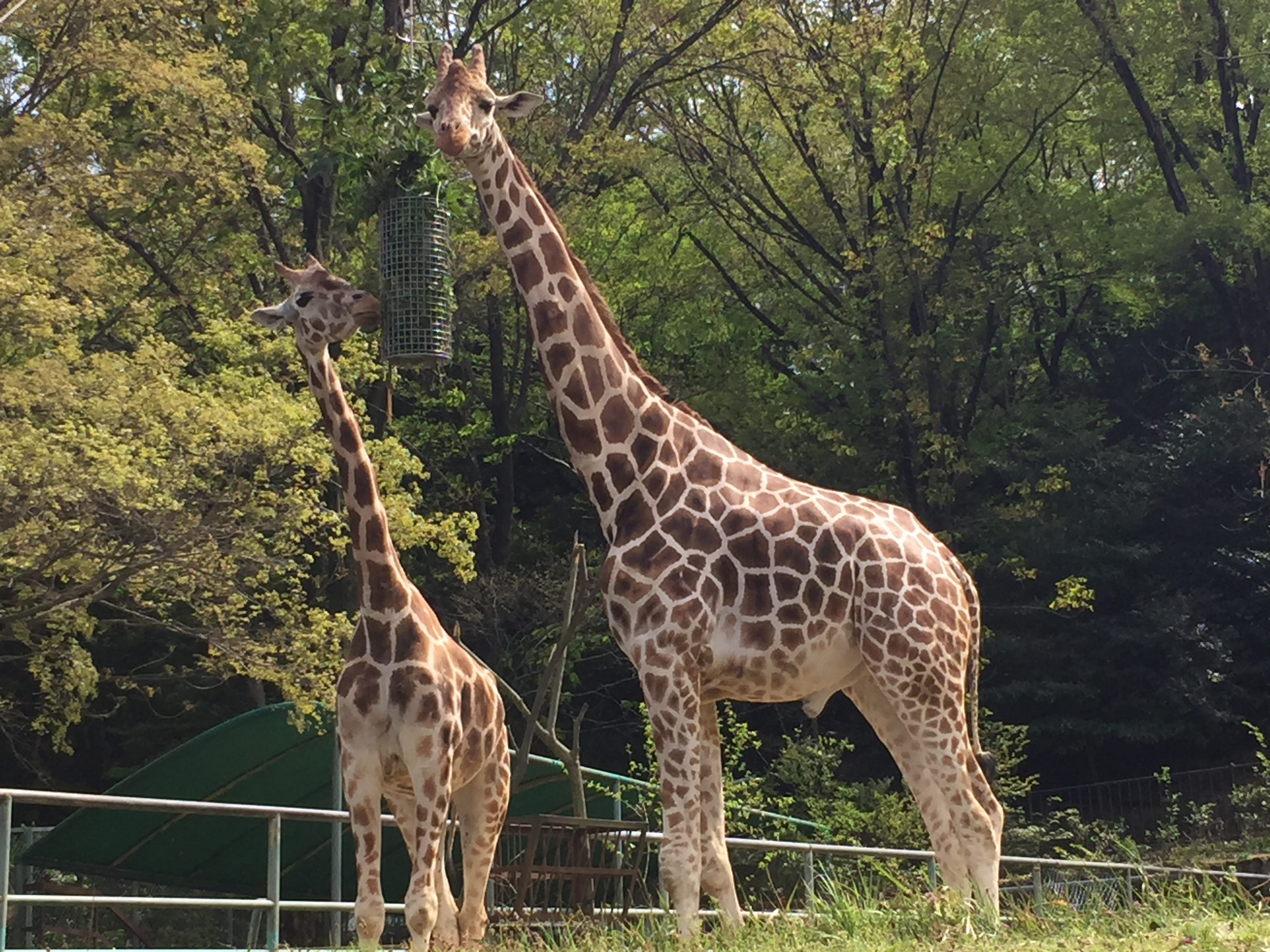 higashiyama-zoo-giraffe