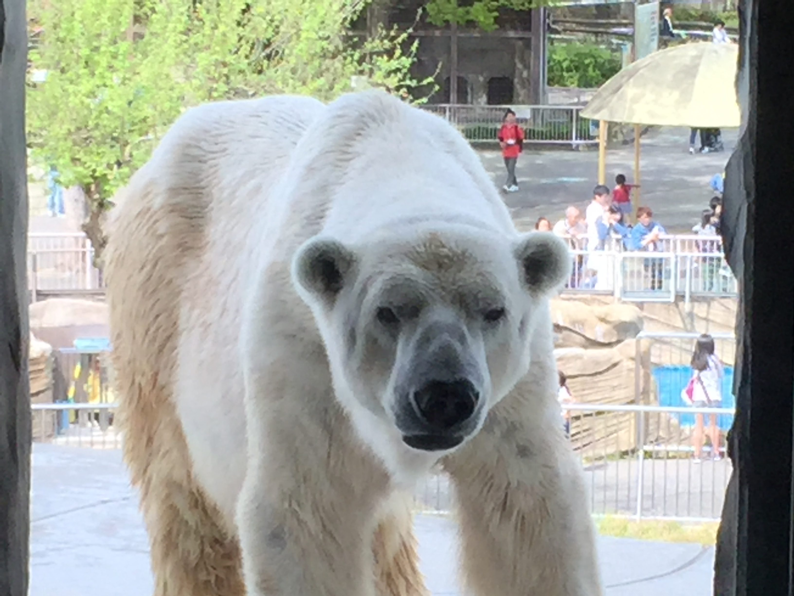 higashiyama-zoo-polarbear