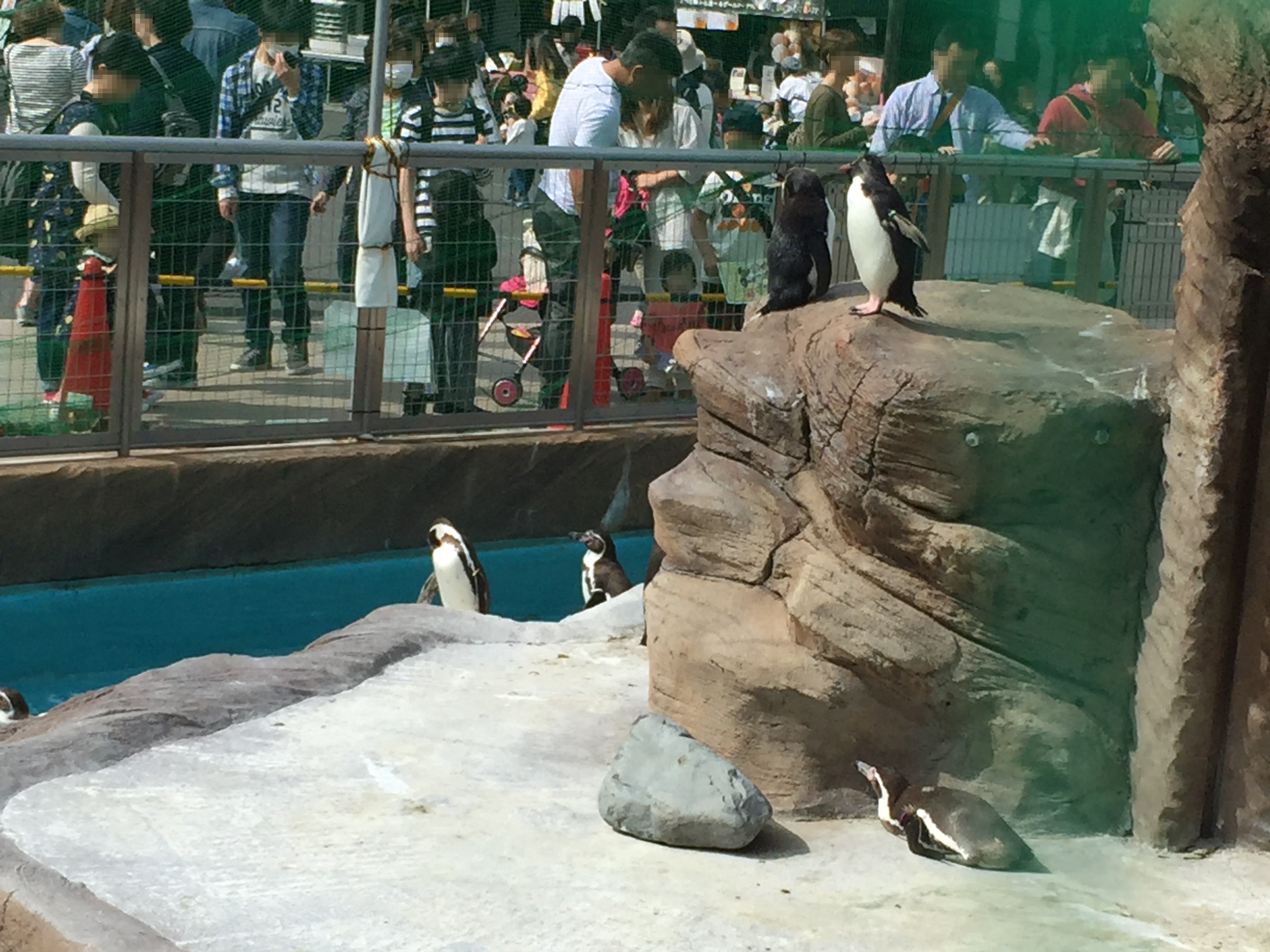higashiyama-zoo-penguin