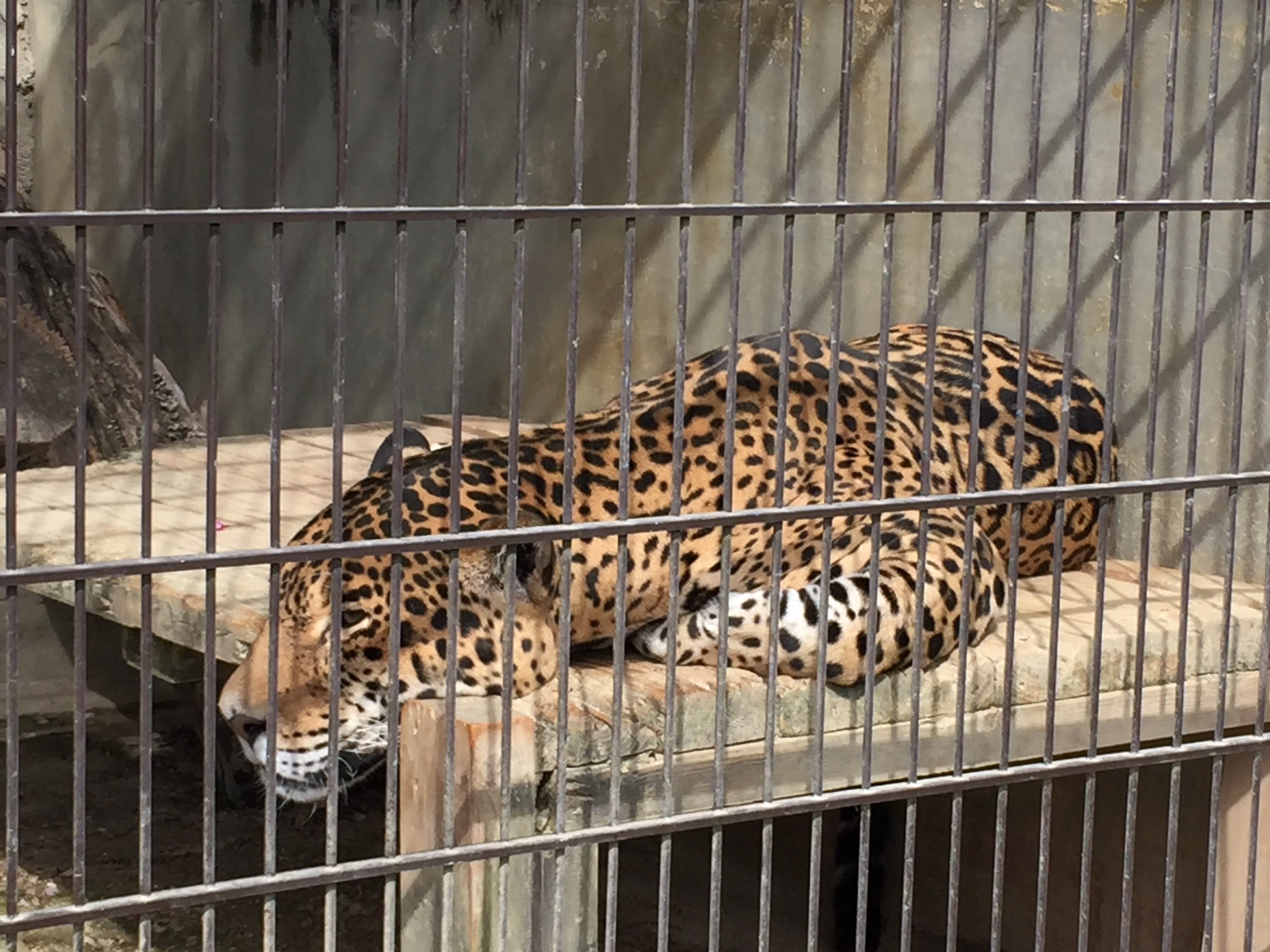 higashiyama-zoo-jaguar