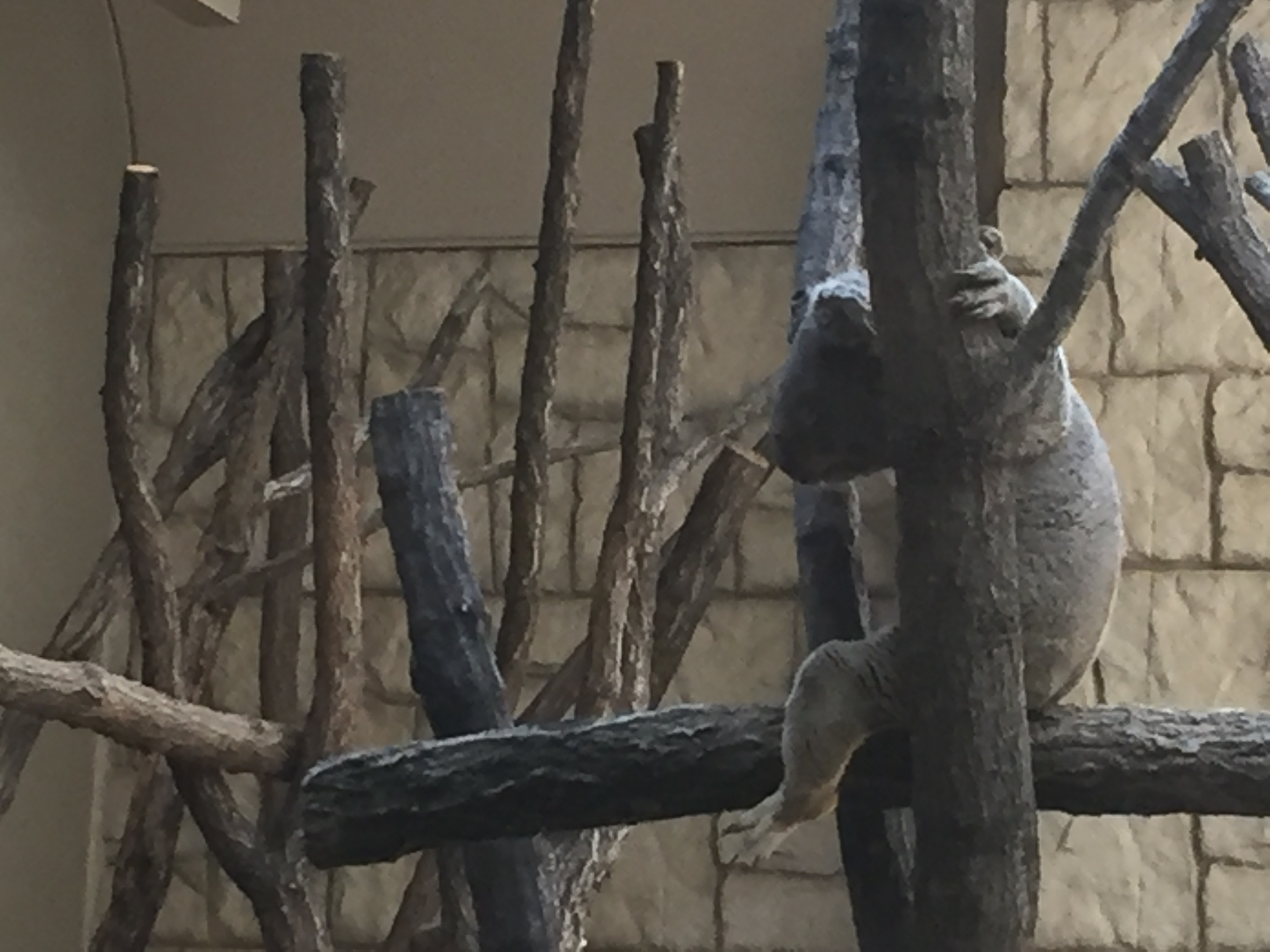higashiyama-zoo-koala