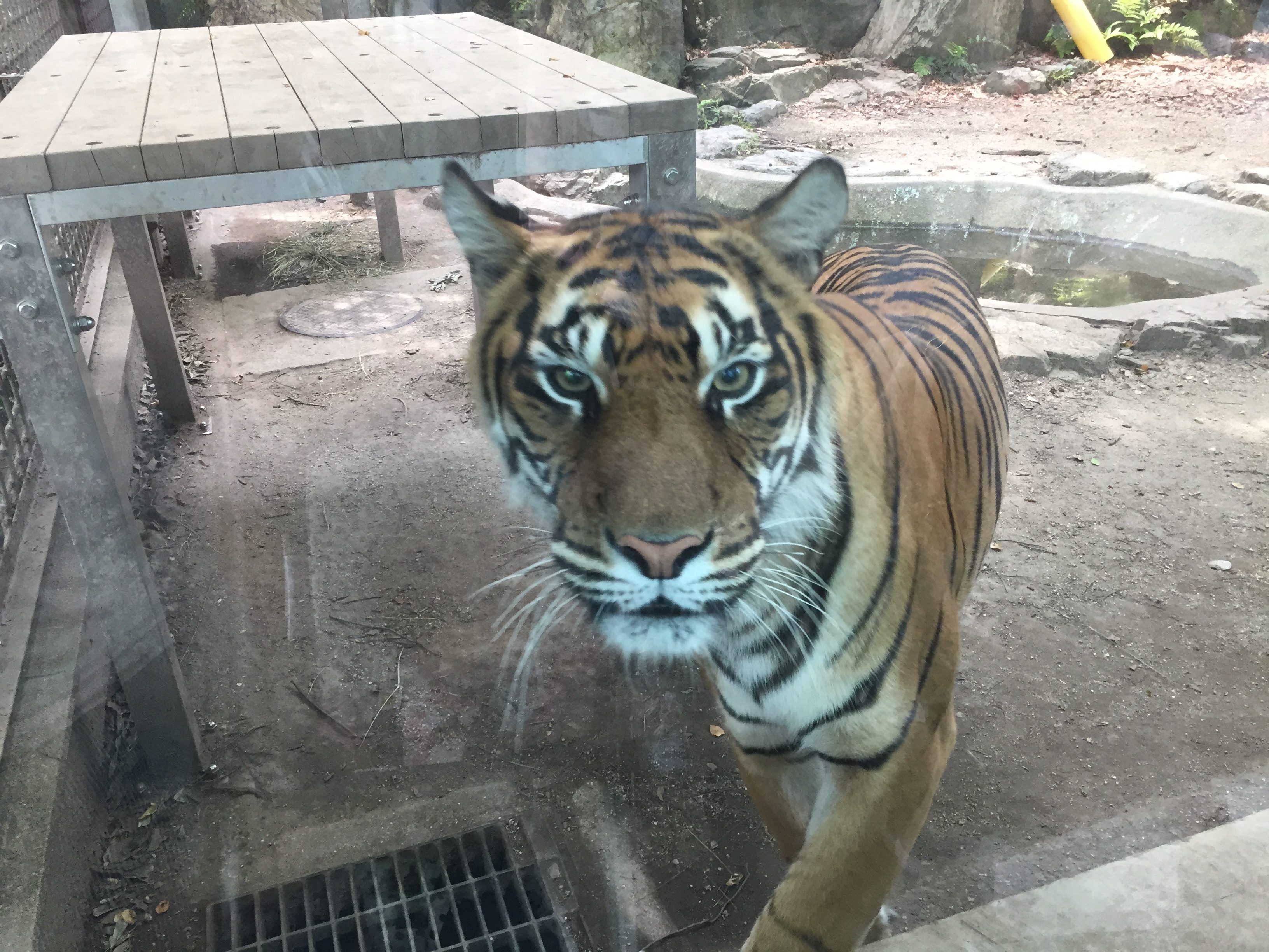higashiyama-zoo-tiger
