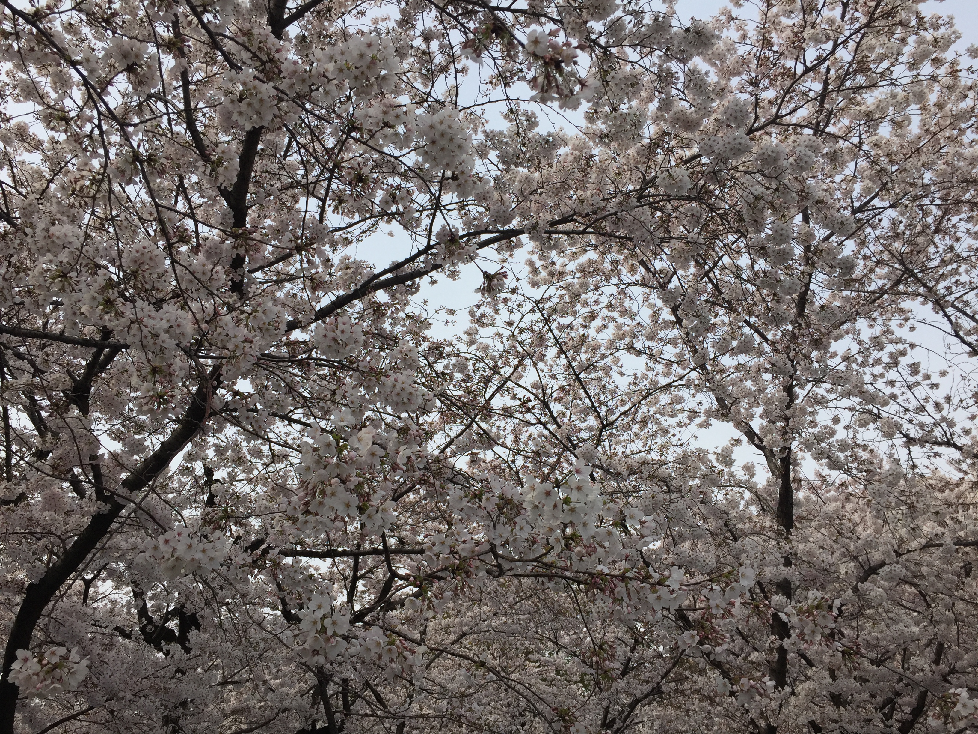arakogawa-park-sakura