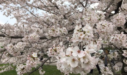 nagoyajyou-sakura
