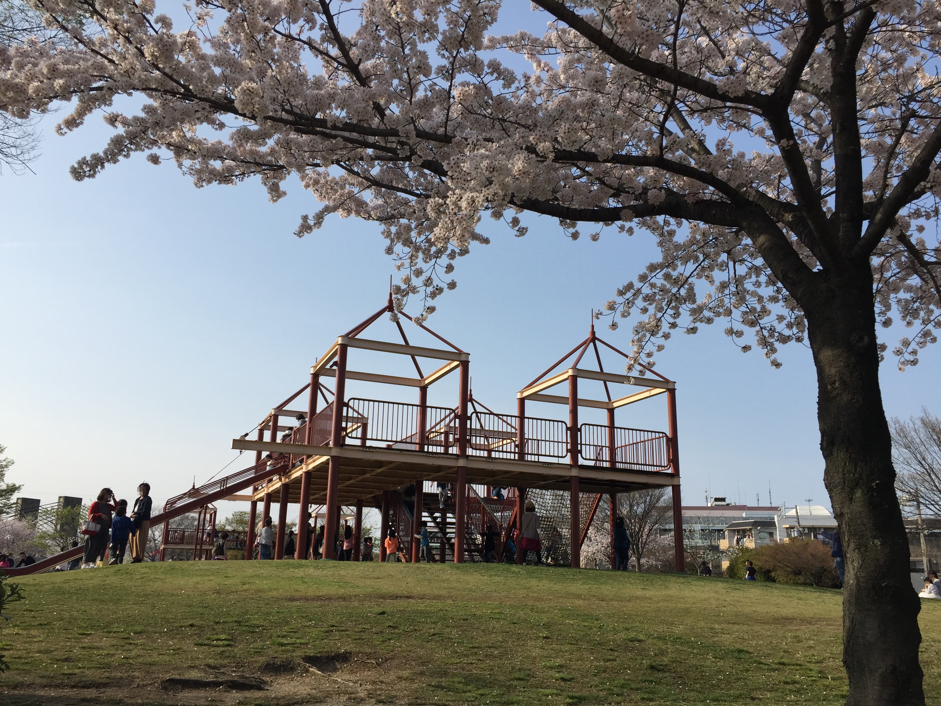 arakogawa-park-sakura
