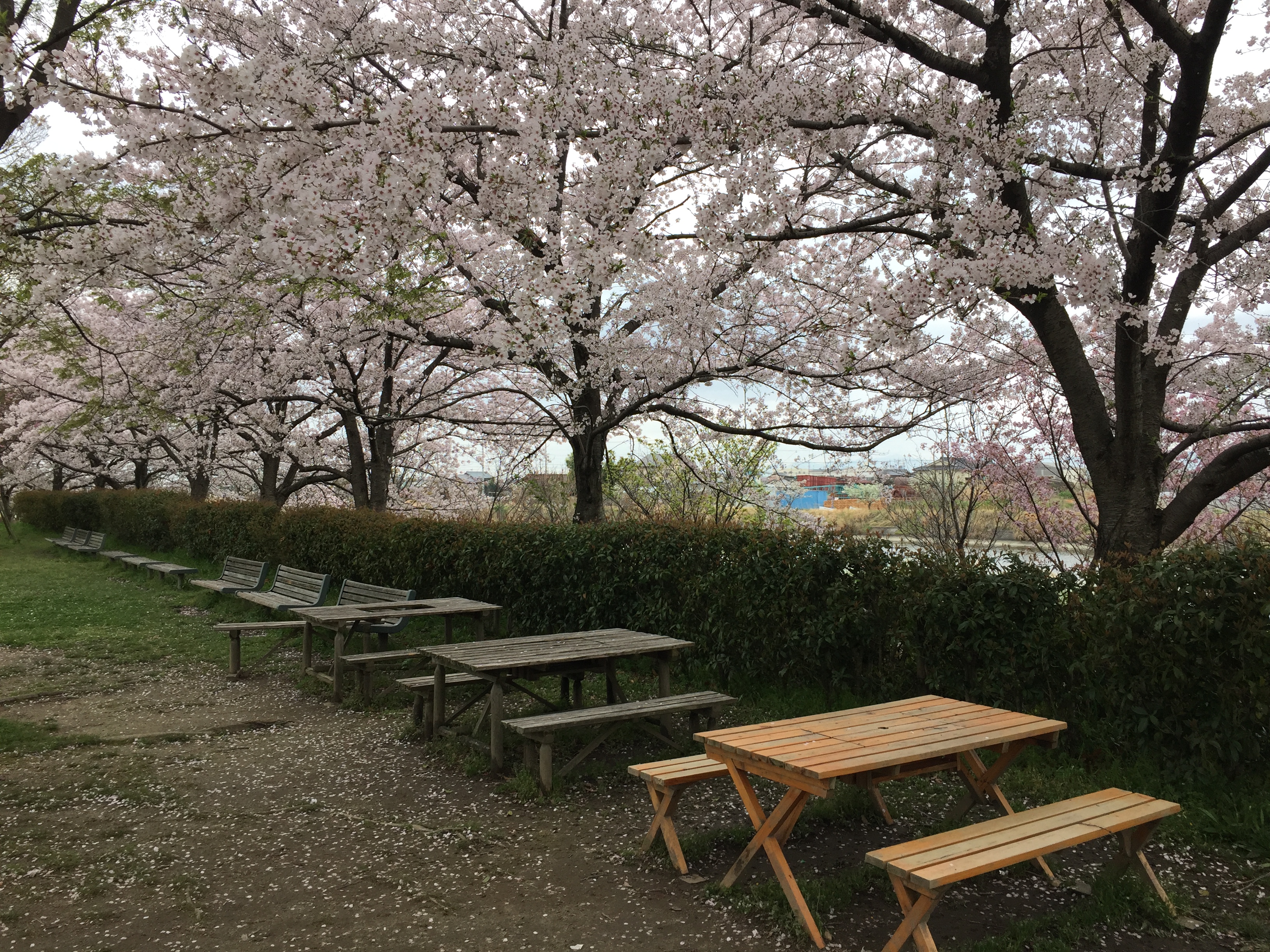 todagawaryokuchi-park-sakura