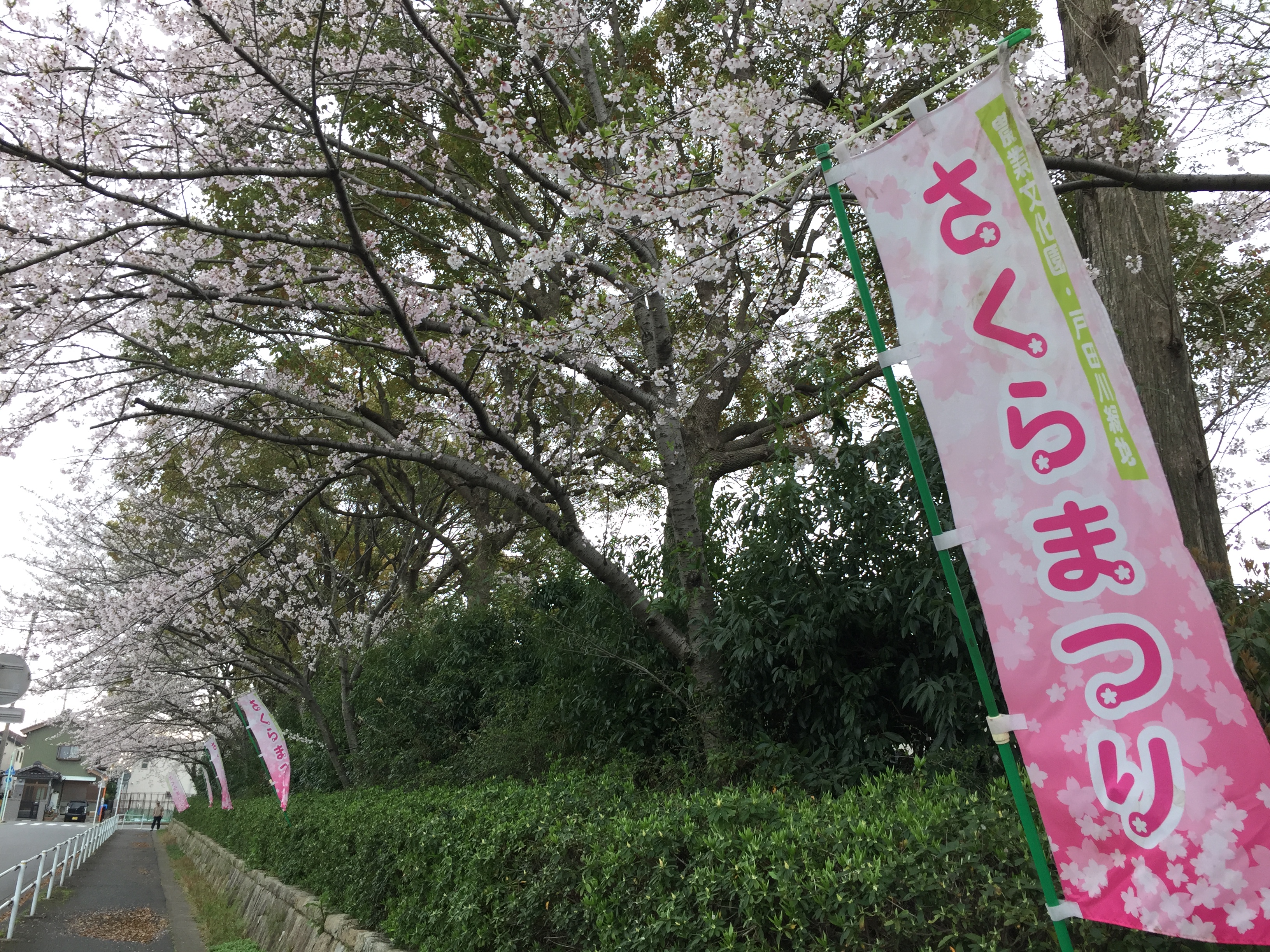 todagawaryokuchi-park-sakura