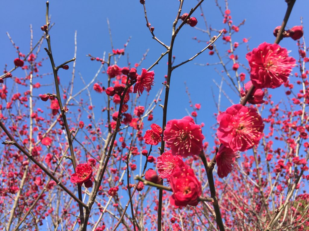 名古屋で人気な梅の名所5選！まつりや開花・見頃状況2019 東海enjoy navi