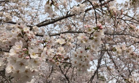 higashiyama-zoo-sakura