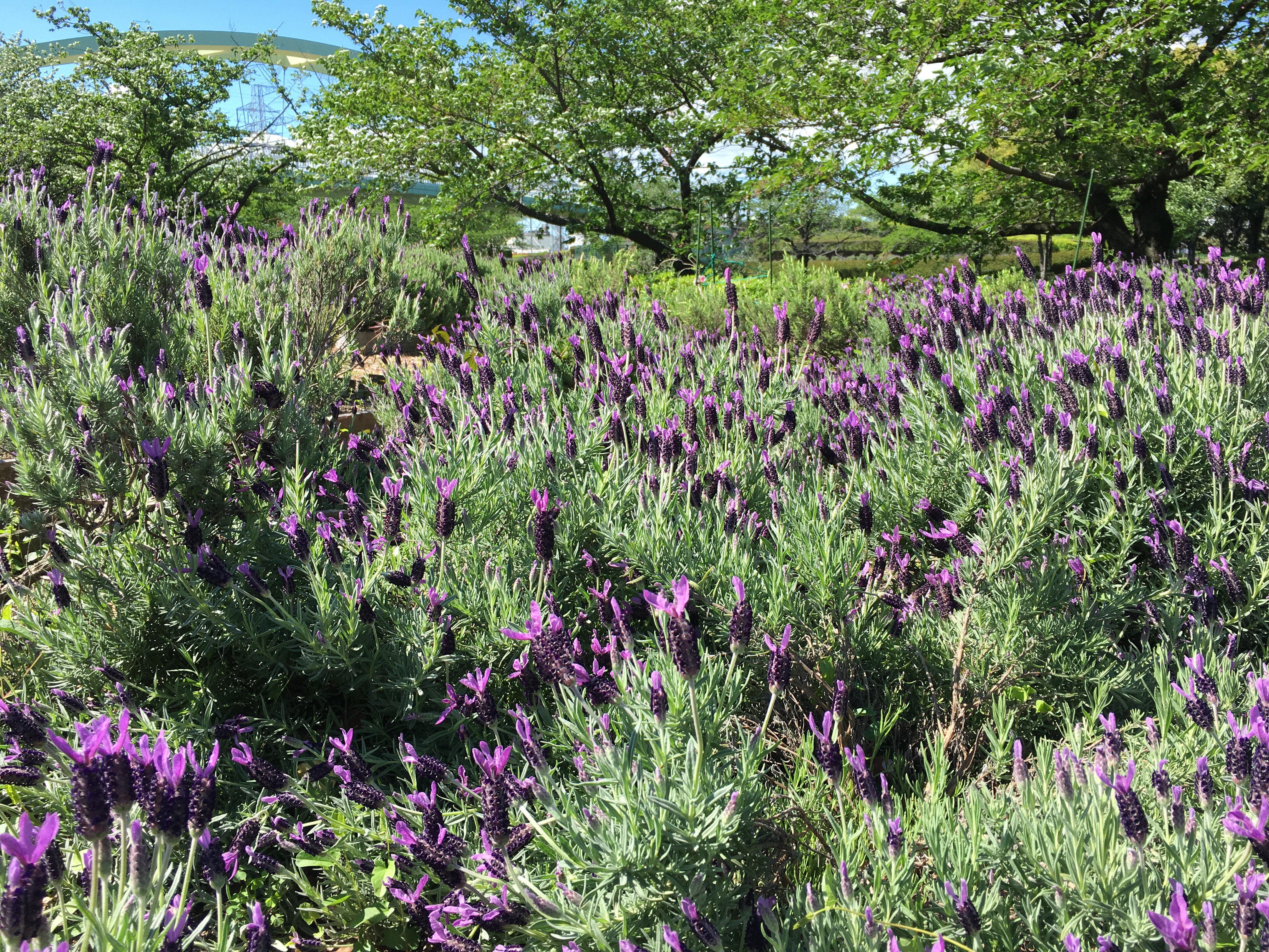 arakogawapark-lavender