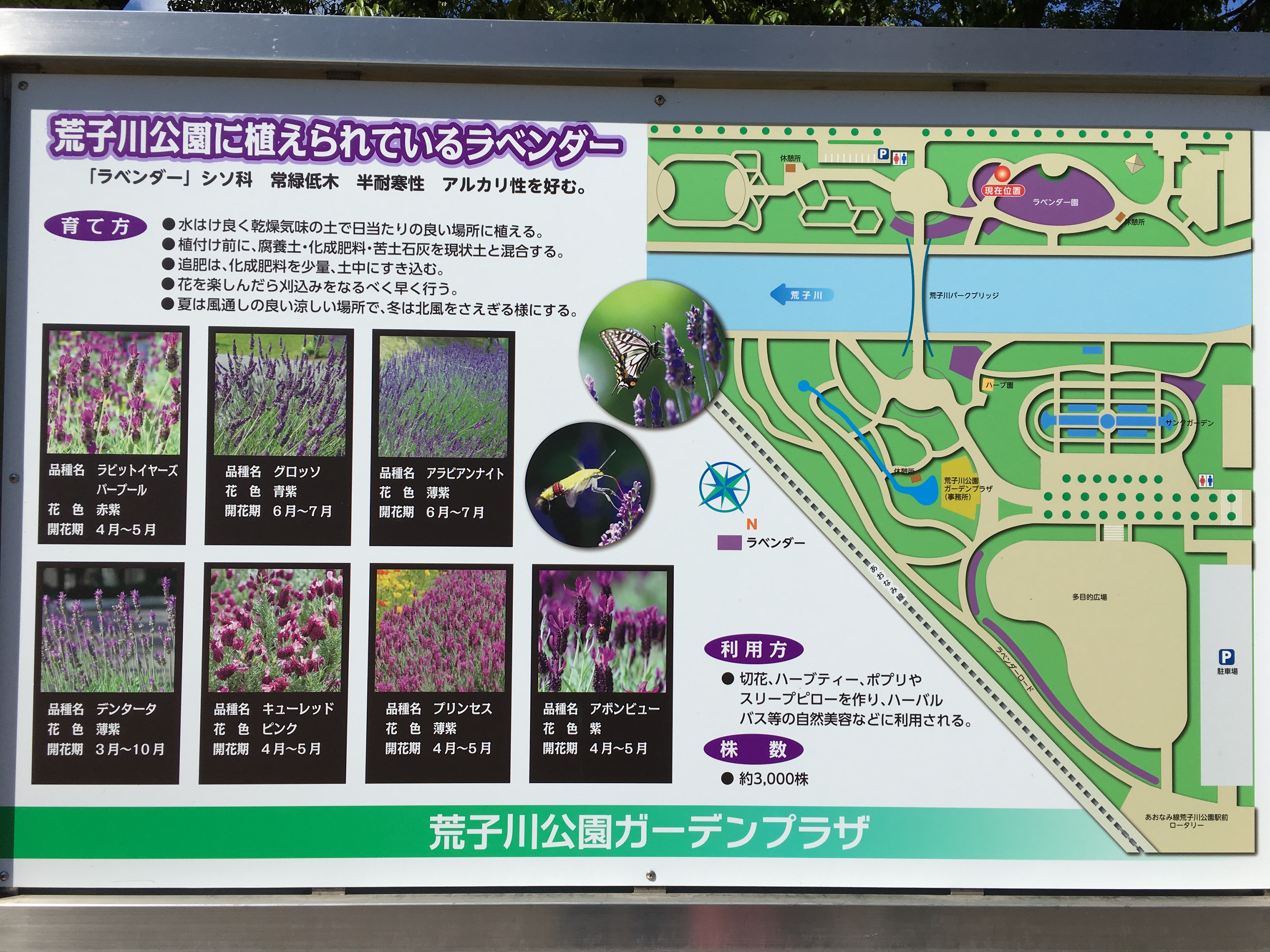 arakogawapark-lavender