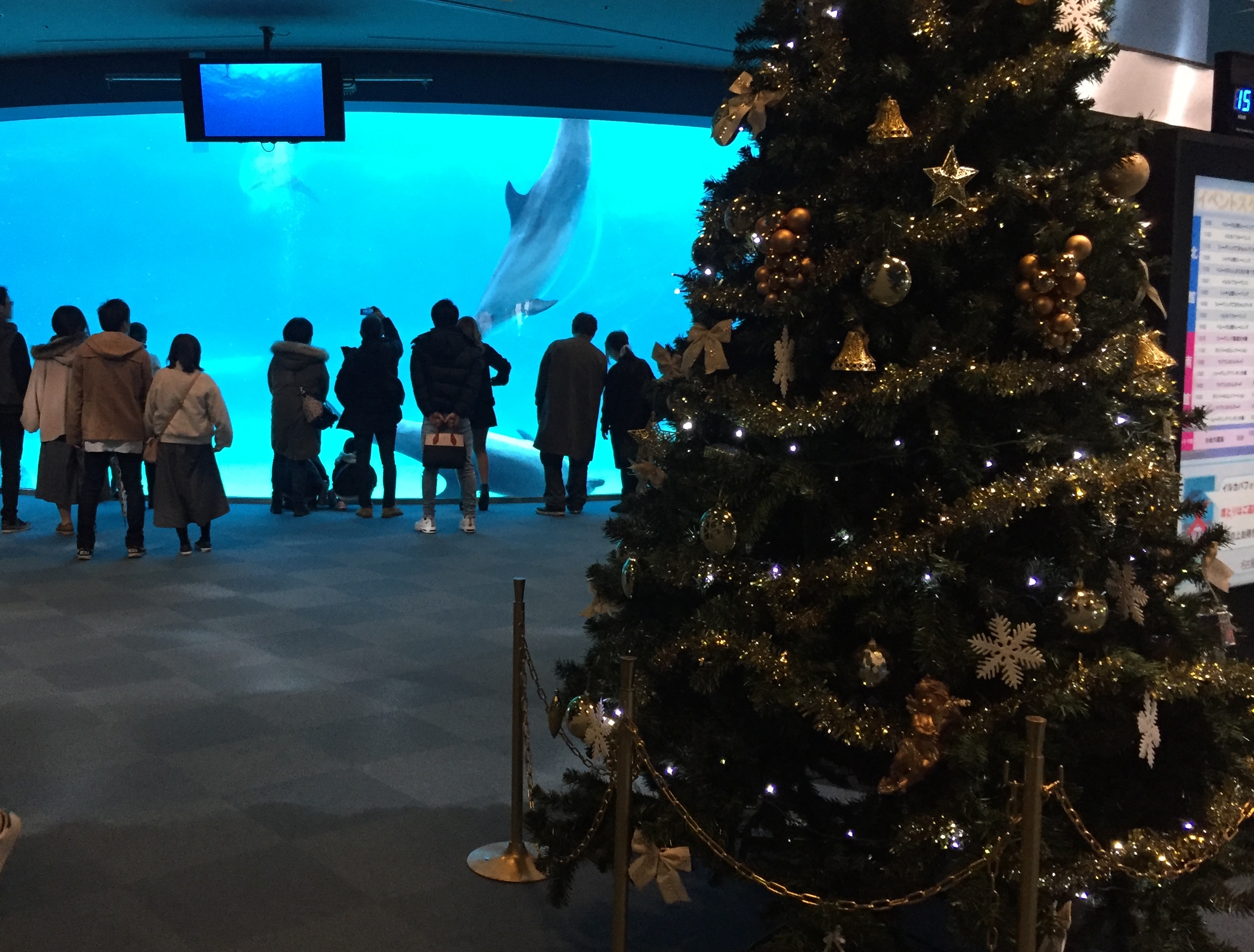 nagoyakou-aquarium-christmas