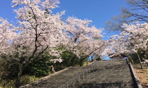heiwa-park-sakura