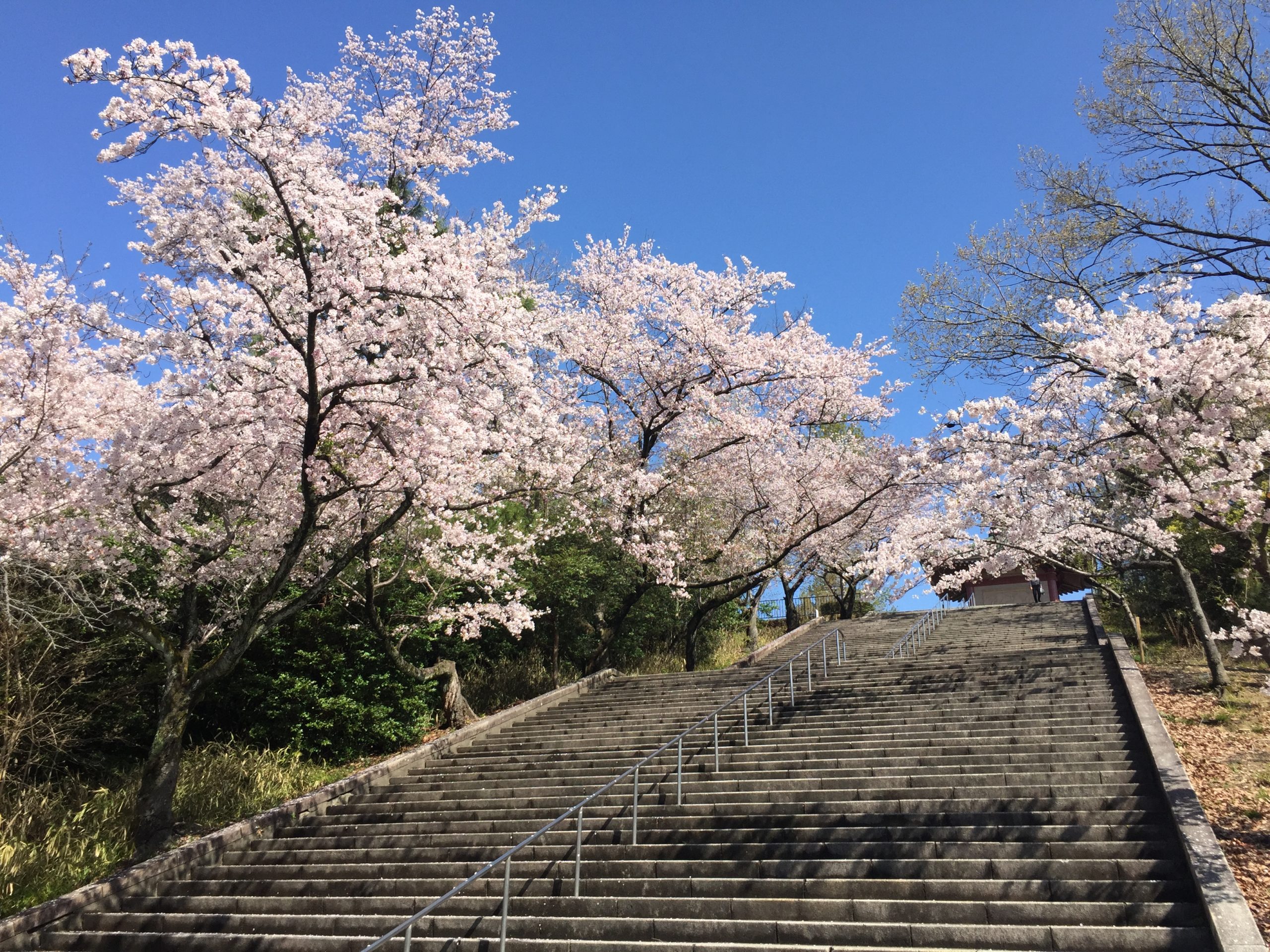 heiwa-park-sakura