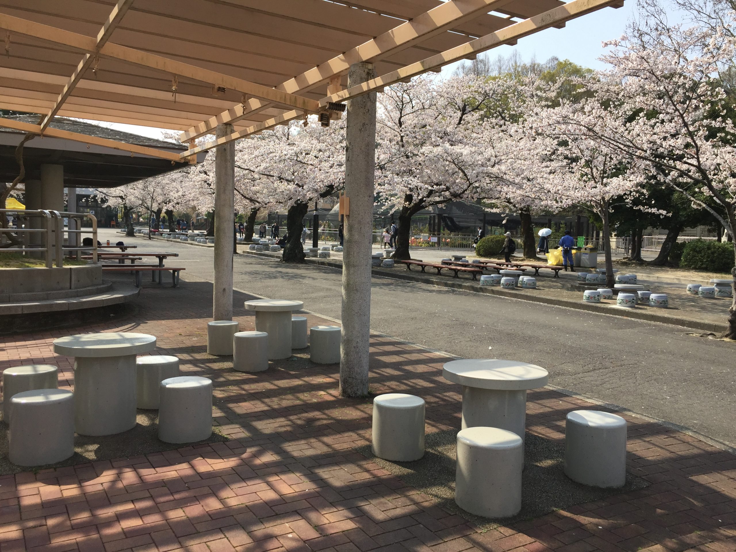higashiyama-zoo-sakura