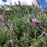 moricoropark-lavender