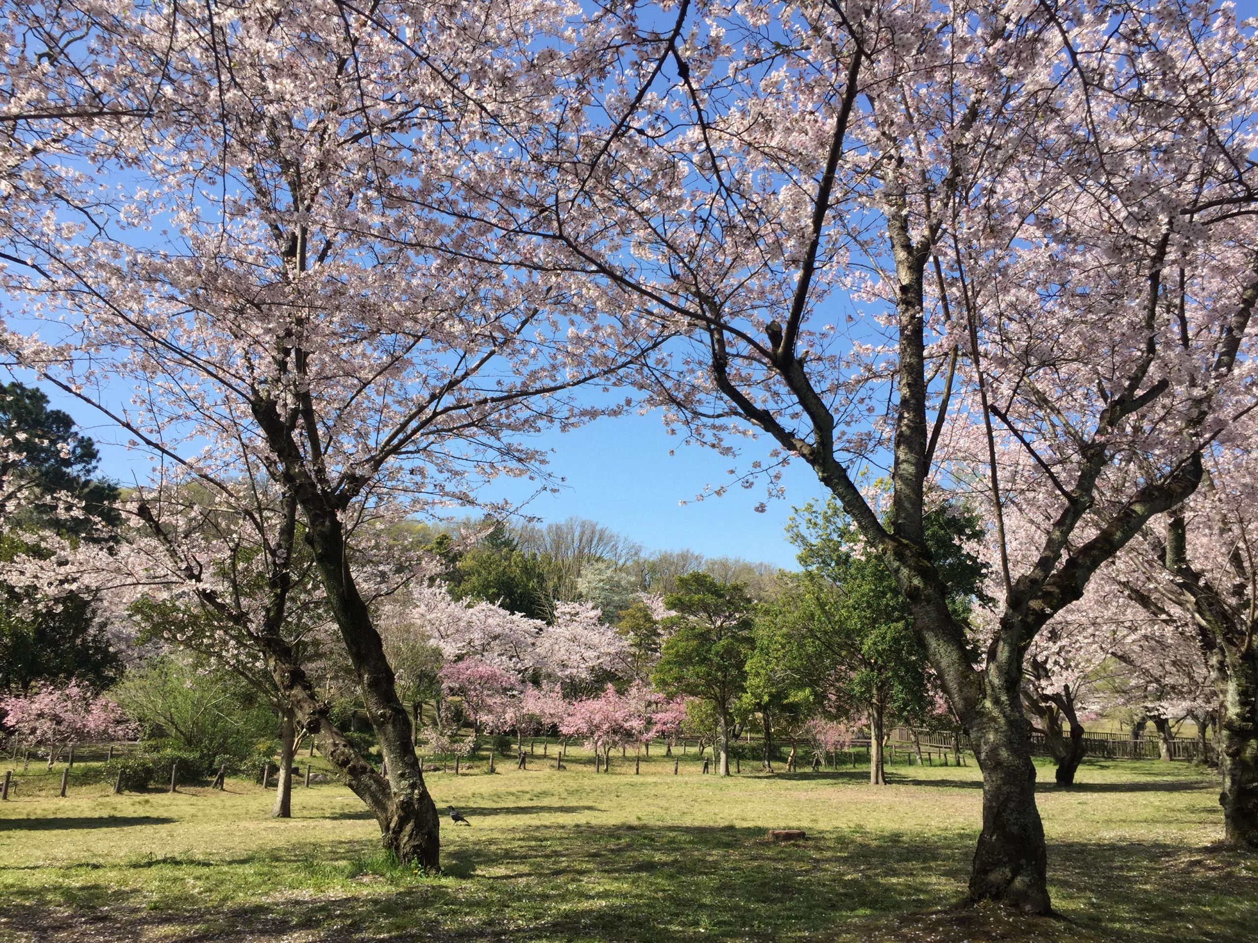 nagoya-heiwapark-sakura