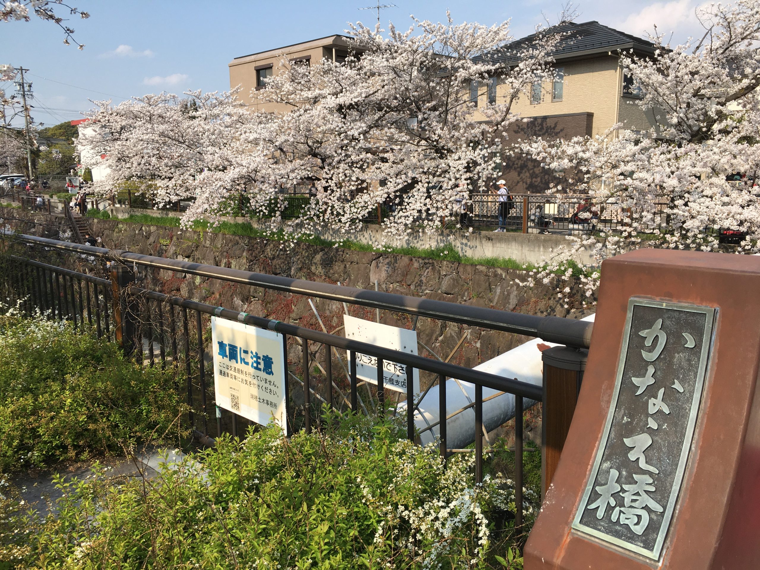yamazaki-river-sakura