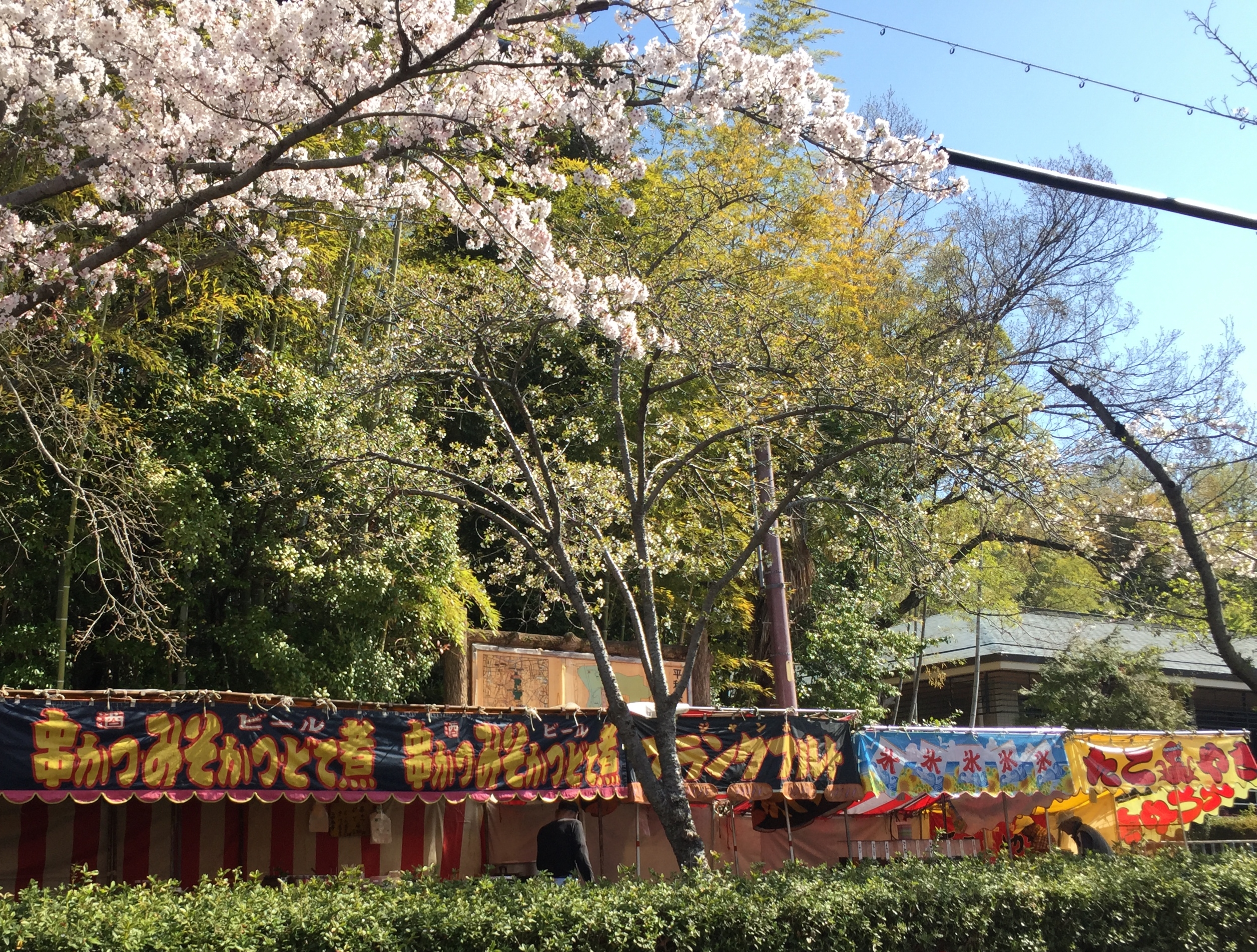 nagoya-heiwapark-sakura