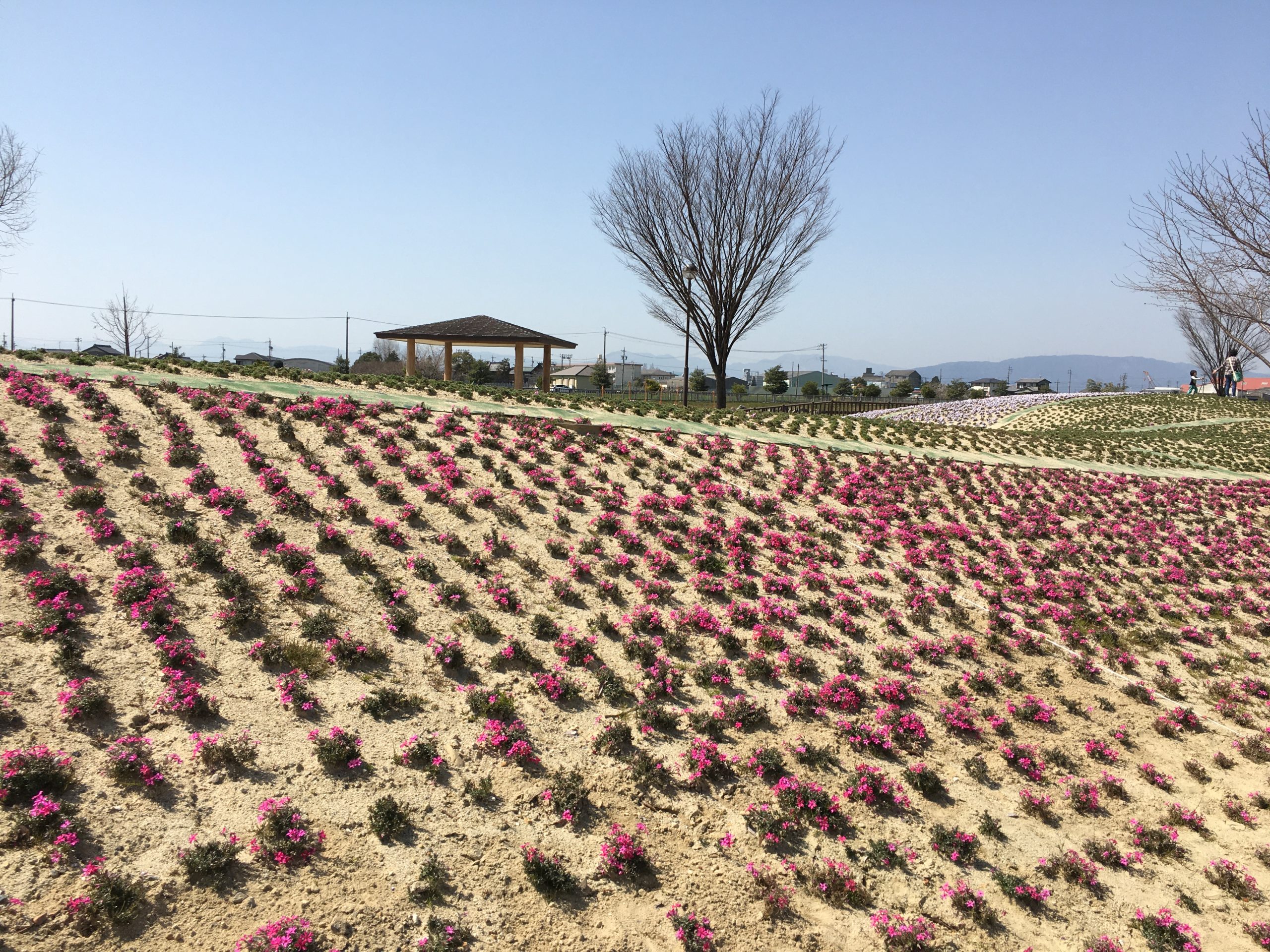 shibazakura-yatomi