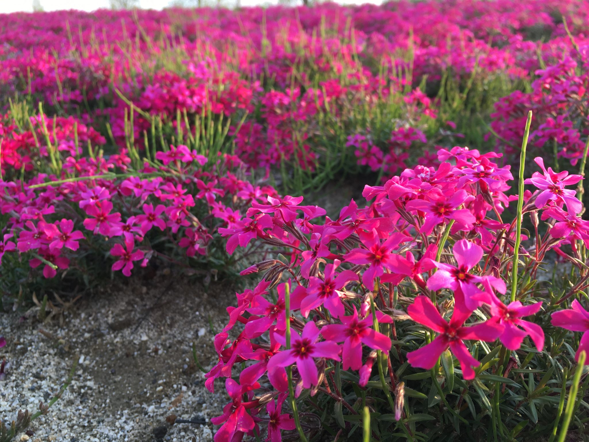 芝桜の名所・三ツ又池公園【弥富市】｜見頃・開花状況・まつりについて | 東海enjoy navi